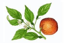 Essential Oil Blend Evening (Neroli Lemon) Orange Leto