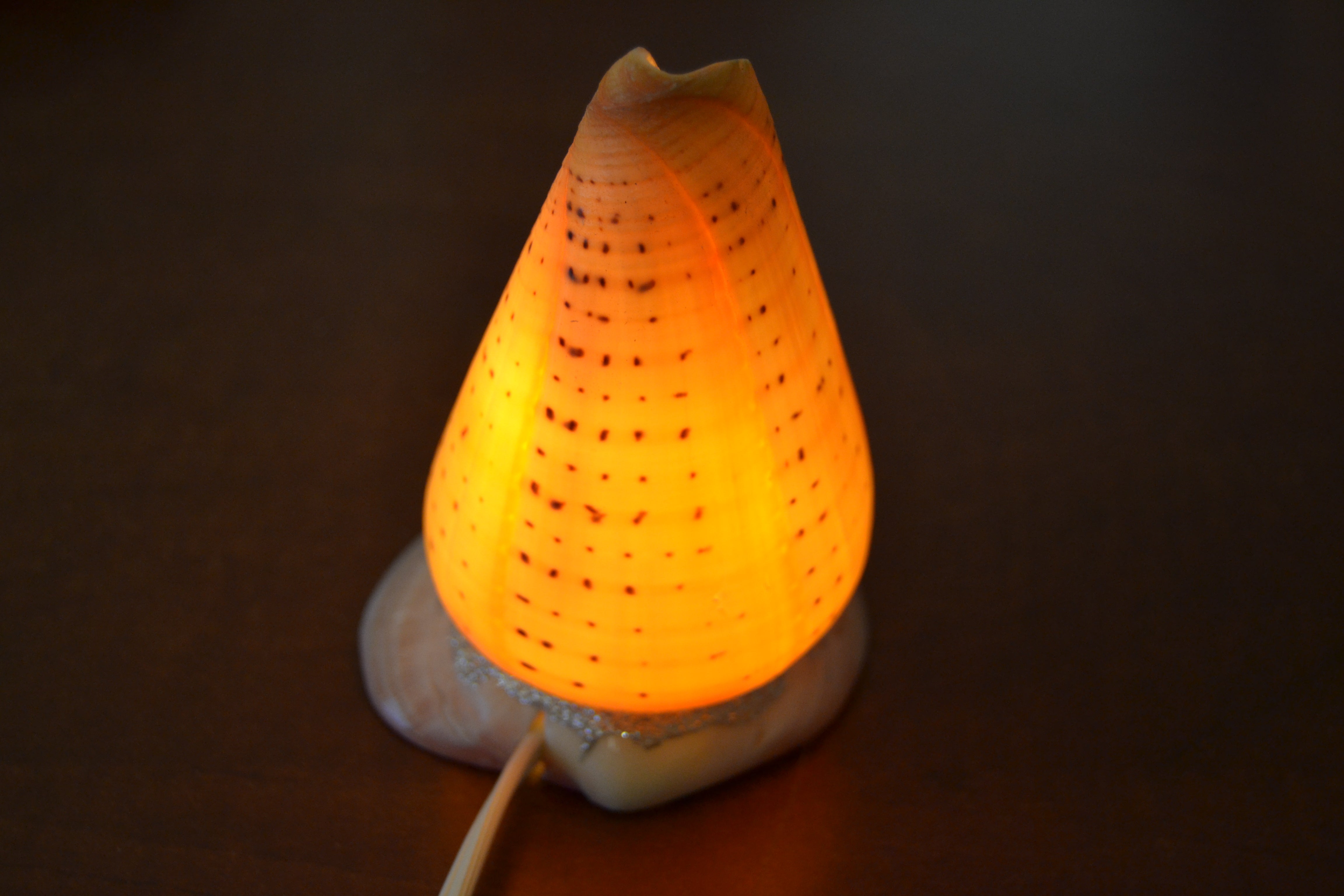 Spotted Orange Cone Sea Shell Table Lamp Grey Aphrodite
