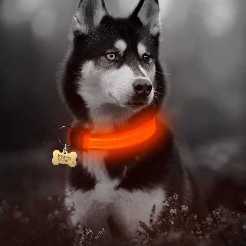 2 PCS Set Nylon LED Dog Collar Yellow Pandora