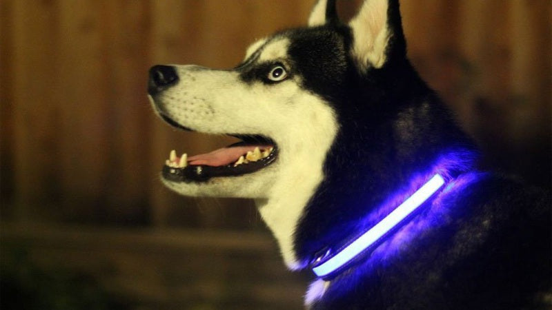 LED Light Up Dog Collar Fuchsia Molly