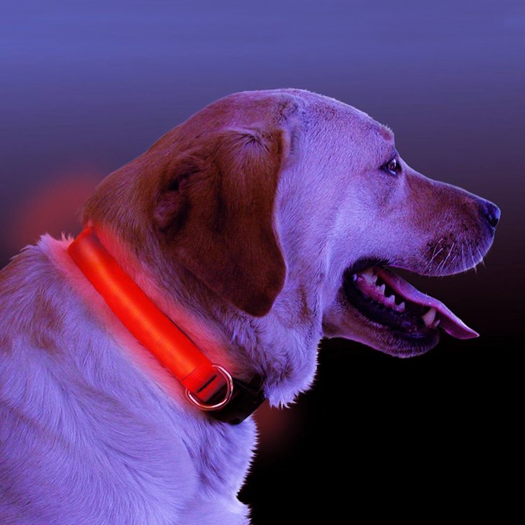 LED Light Up Dog Collar Fuchsia Molly